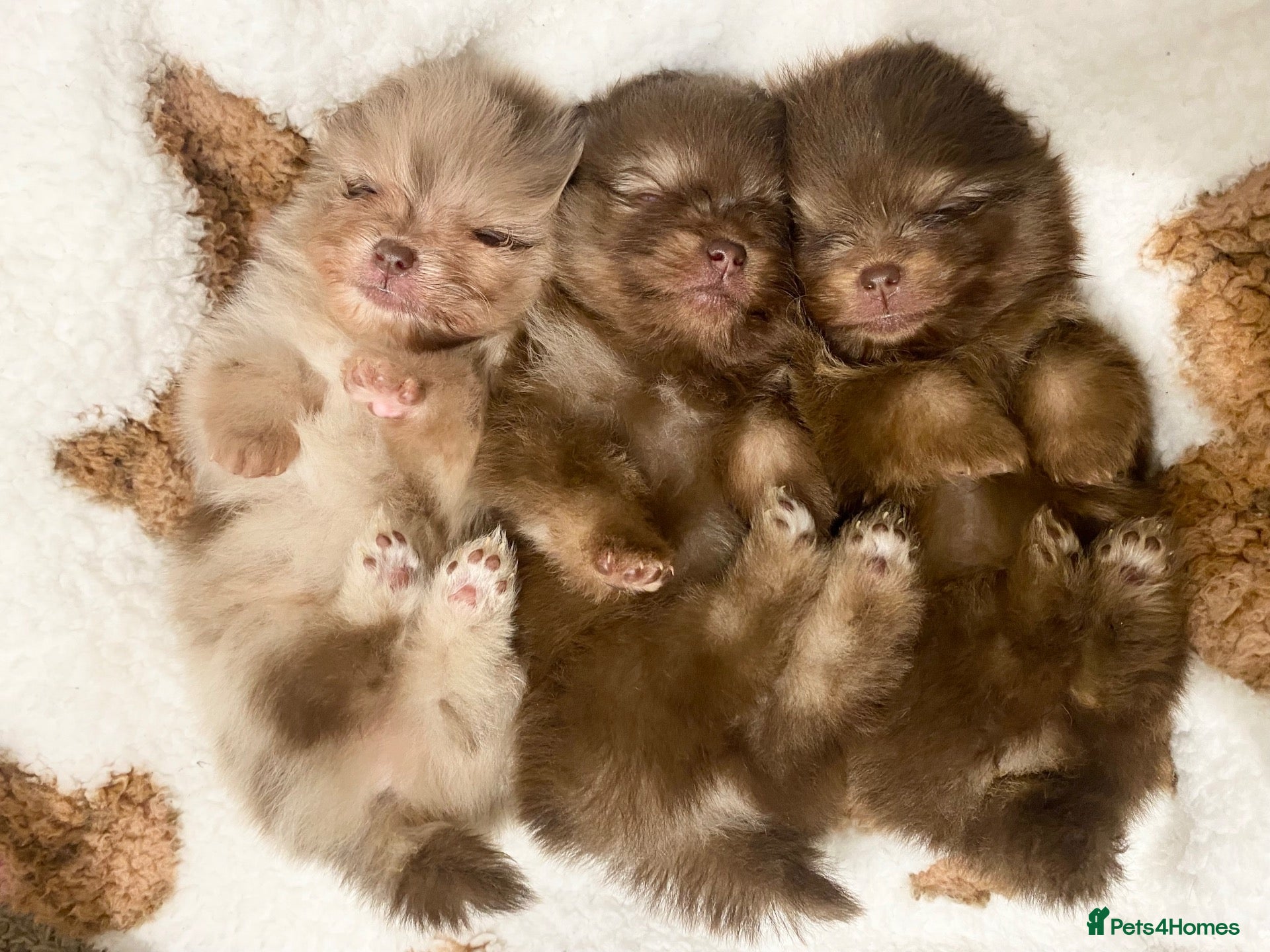 Pomeranian dogs 🐻 TEDDY BEAR POMERANIAN PUPPYS 🐻 - Advert 9