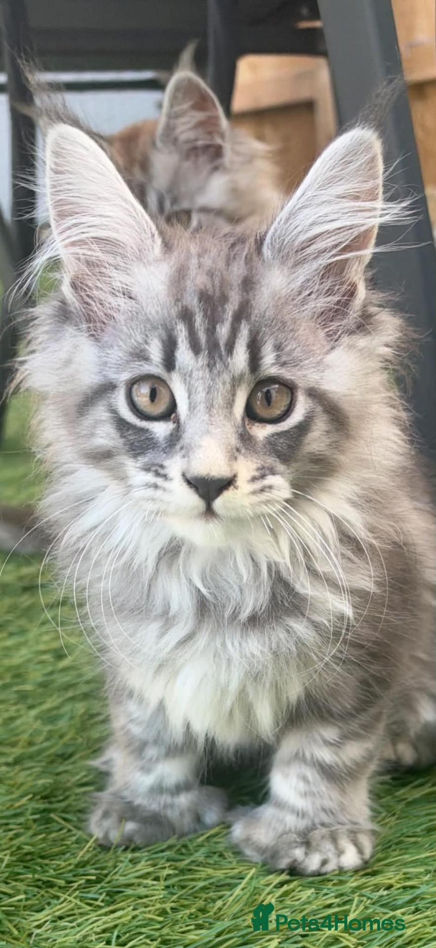 Maine Coon cats 1 tica active girl polydactyl  - Advert 2