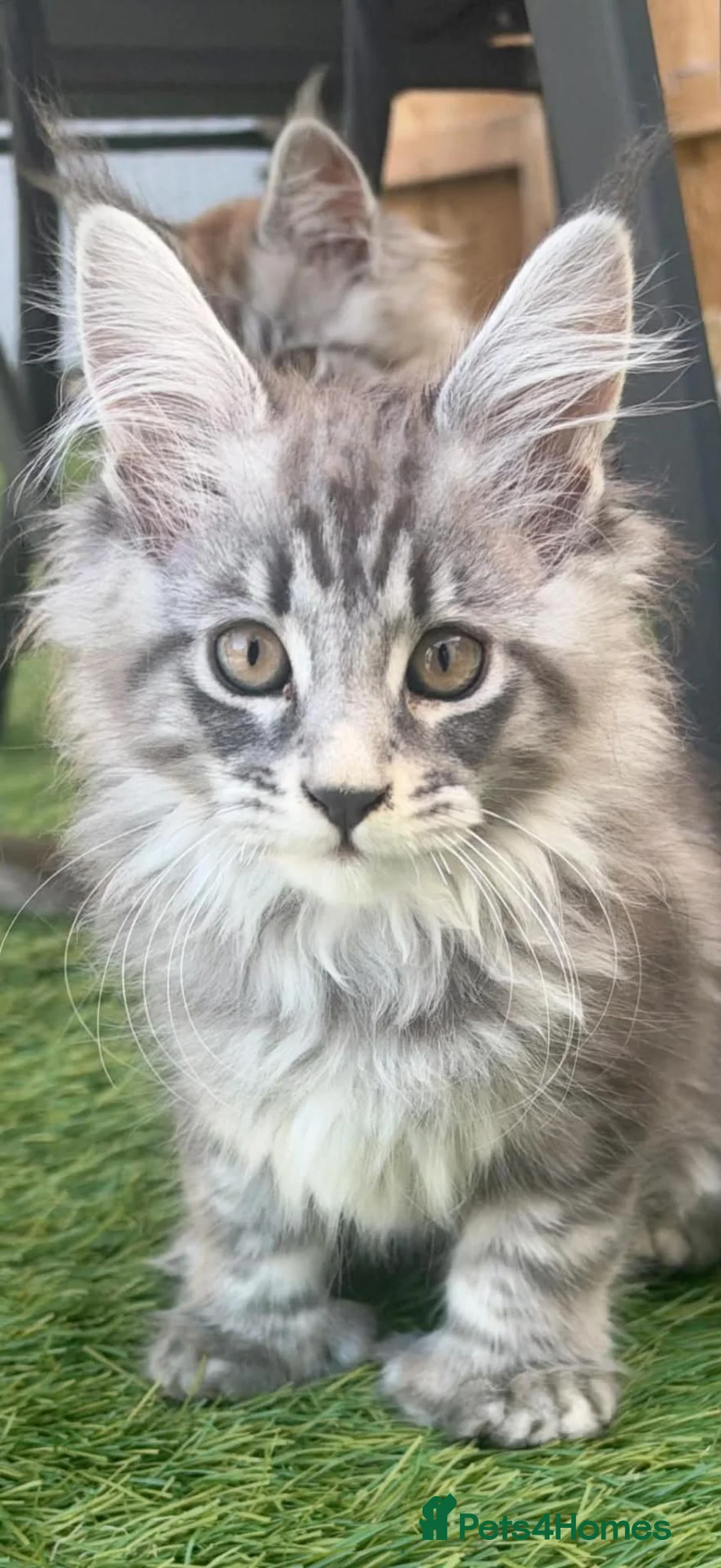 Maine Coon cats for sale: 1 tica active girl polydactyl  in Newport - Advert 1