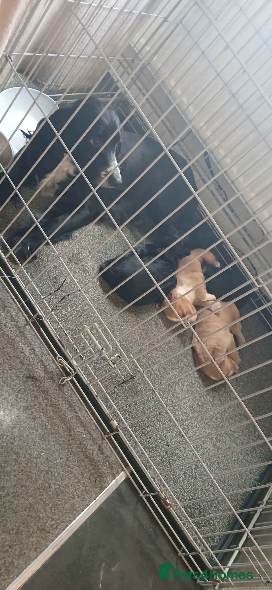 Cocker Spaniel dogs for sale: 5 beautiful cocker spaniels  - Image 6