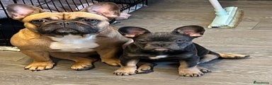 French Bulldog 1