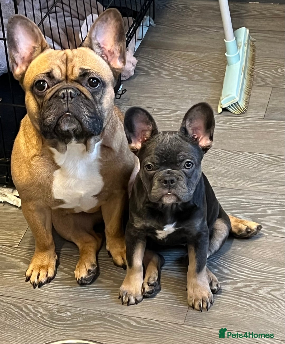 French Bulldog dogs for sale: Adorable 3-Year-Old Male & Female French Bulldog - Advert 7