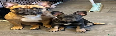 French Bulldog 1
