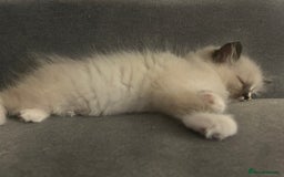 Ragdoll cats for sale: Adorable ragdoll kittens - Image 2