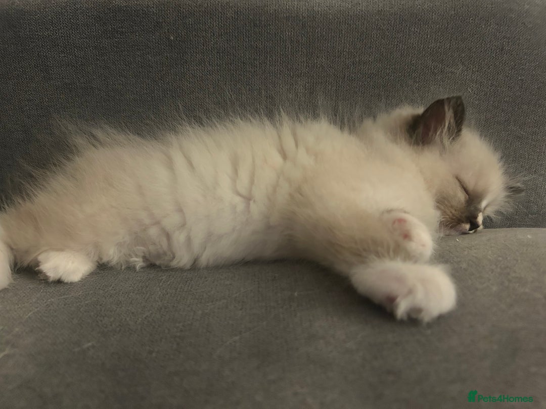 Ragdoll cats for sale: Adorable ragdoll kittens - Image 2