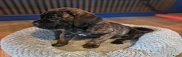 Cane Corso dogs for sale: Stunning cane corso pups - Advert 10