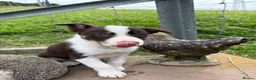 Border Collie dogs for sale: 4 Border Collie ISDS Registered Pups for Sale - Advert 25