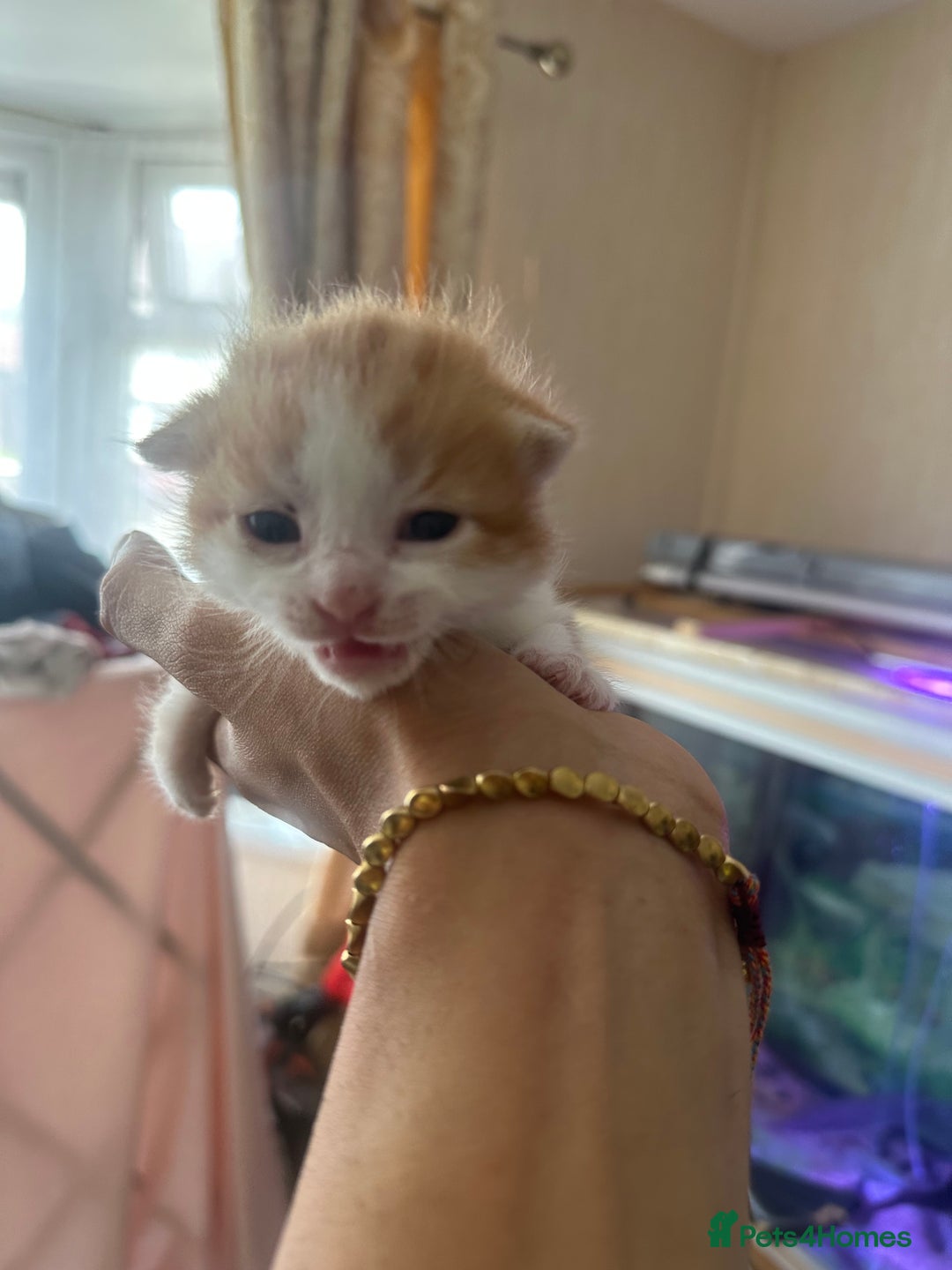 Norwegian Forest Cat cats for sale: Kittens for sale  - Image 7
