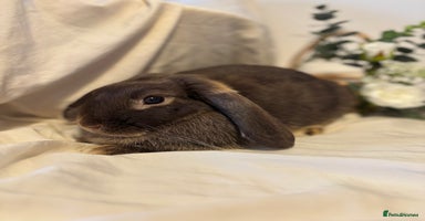 Mini Lop rabbits - Advert 5