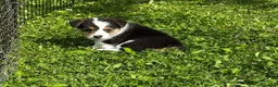 Welsh Corgi Pembroke dogs for sale: Forever Loved–Magnificent Pembroke Welsh Corgis in Nottingham - Advert 7