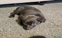 Mixed Breed dogs for sale: Border collie cross kelpie - Image 12