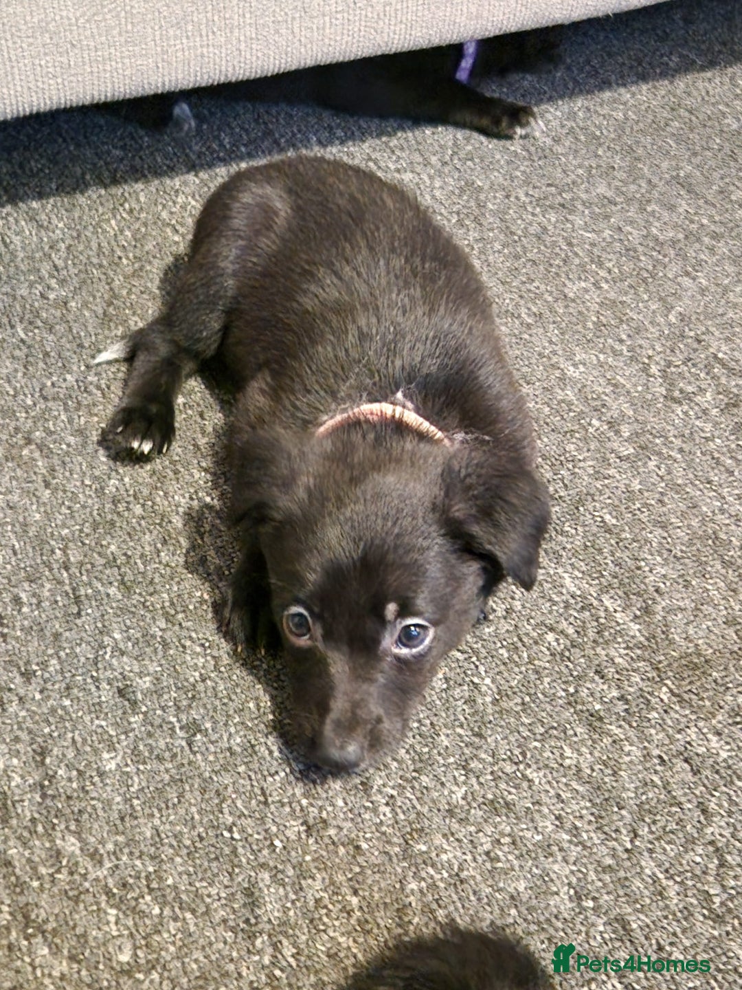 Mixed Breed dogs for sale: Border collie cross kelpie - Image 12