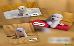 Samoyed dogs for sale: Beautiful Samoyed Puppies! ✨* - Image 6