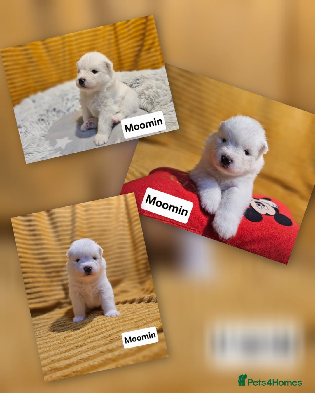 Samoyed dogs for sale: Beautiful Samoyed Puppies! ✨* - Image 6