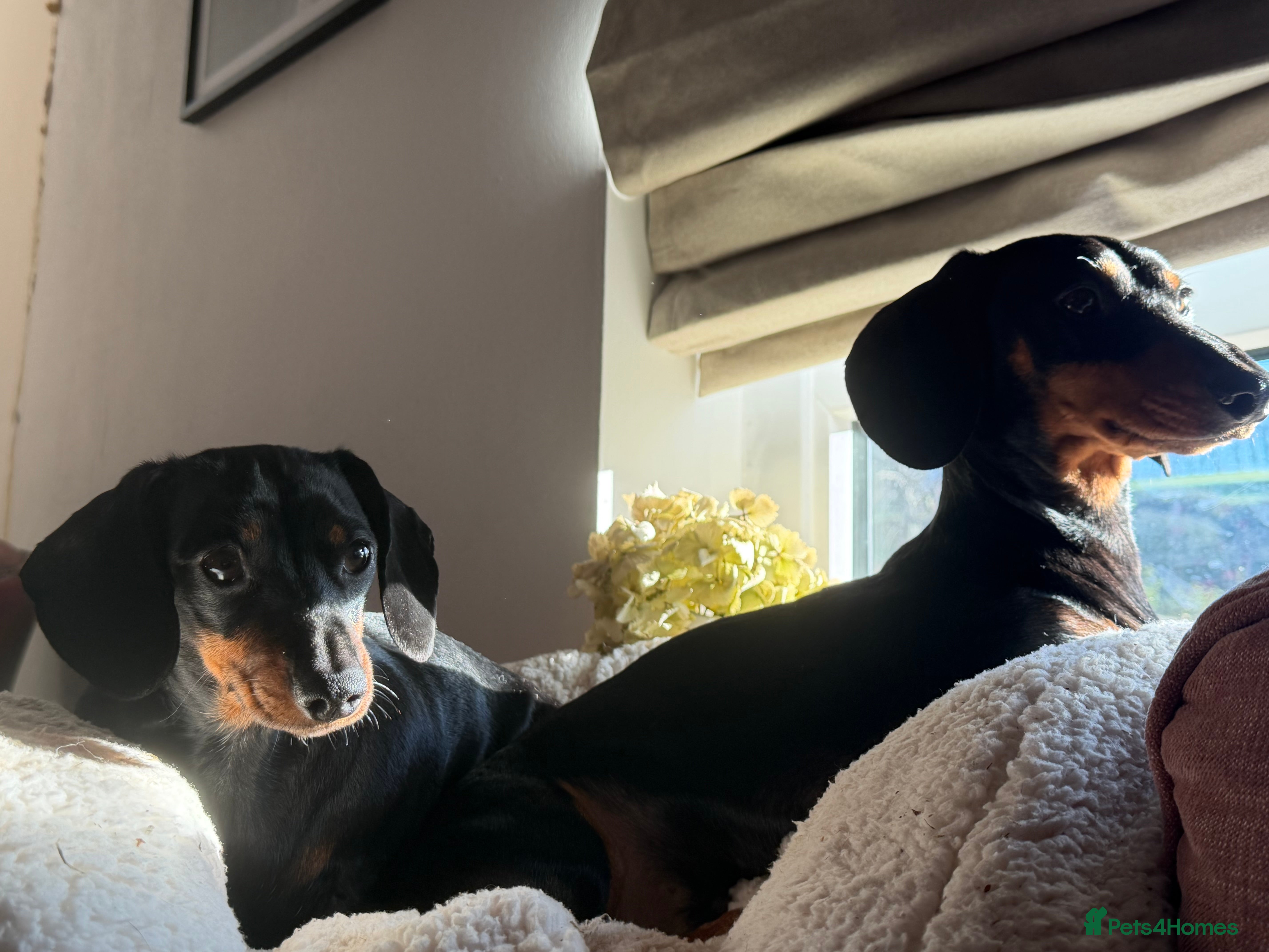 Miniature Dachshund dogs Beautiful miniatures for sale - ready 17th january - Advert 1