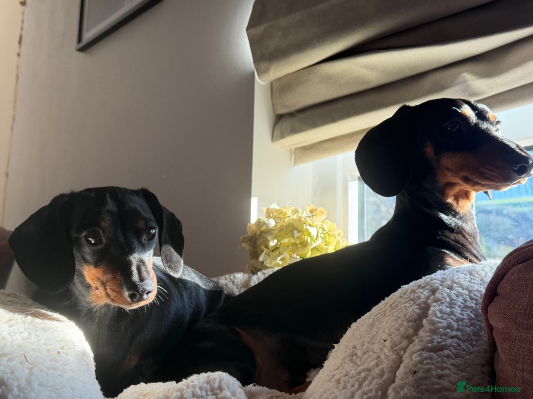 Miniature Dachshund dogs for sale: Beautiful miniatures for sale - ready 17th january - Advert 1