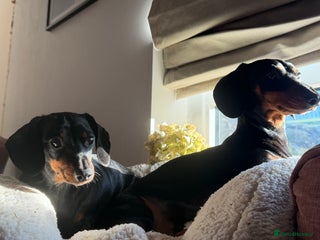 Miniature Dachshund dogs Beautiful miniatures for sale - ready 17th january - Advert 1