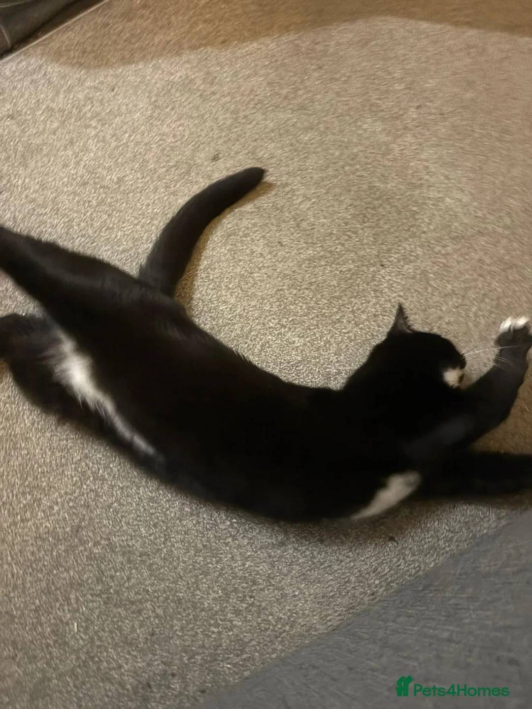 British Shorthair cats for sale: (URGENT) 2 Cats looking to be rehomed - Advert 2