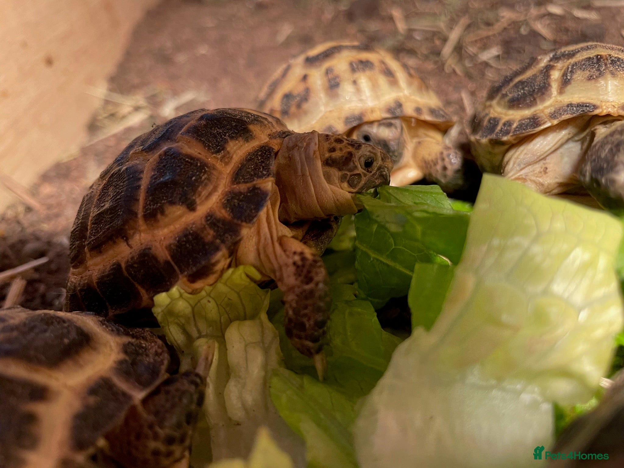 Tortoise reptiles Baby Horsfield Tortoises & Set Ups  - Advert 4