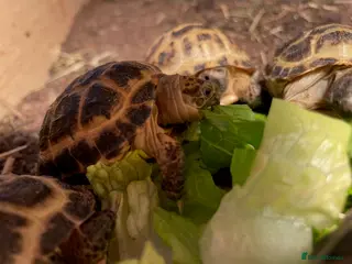 Tortoise reptiles Baby Horsfield Tortoises & Set Ups - Advert 4