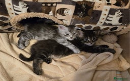 Maine Coon cats for sale: 4 Beautiful GCCF Registered Maine Coon Kittens  - Image 11