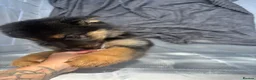 German Shepherd dogs for sale: Long haired German shepherd puppies  - Advert 15
