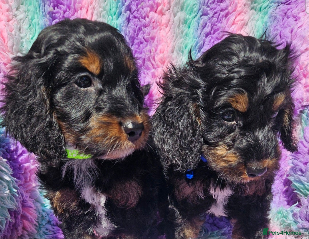Cockapoo dogs licensed breeder, 2 boys available for loving home - Advert 1