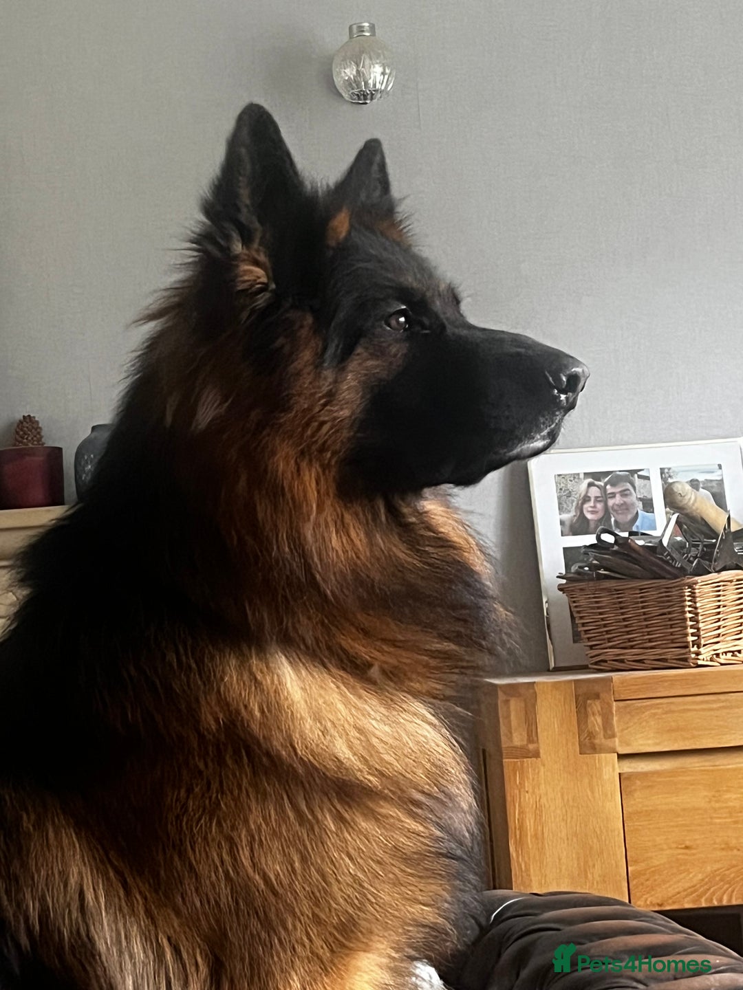 German Shepherd dogs for sale: German shepherds pups - Advert 8