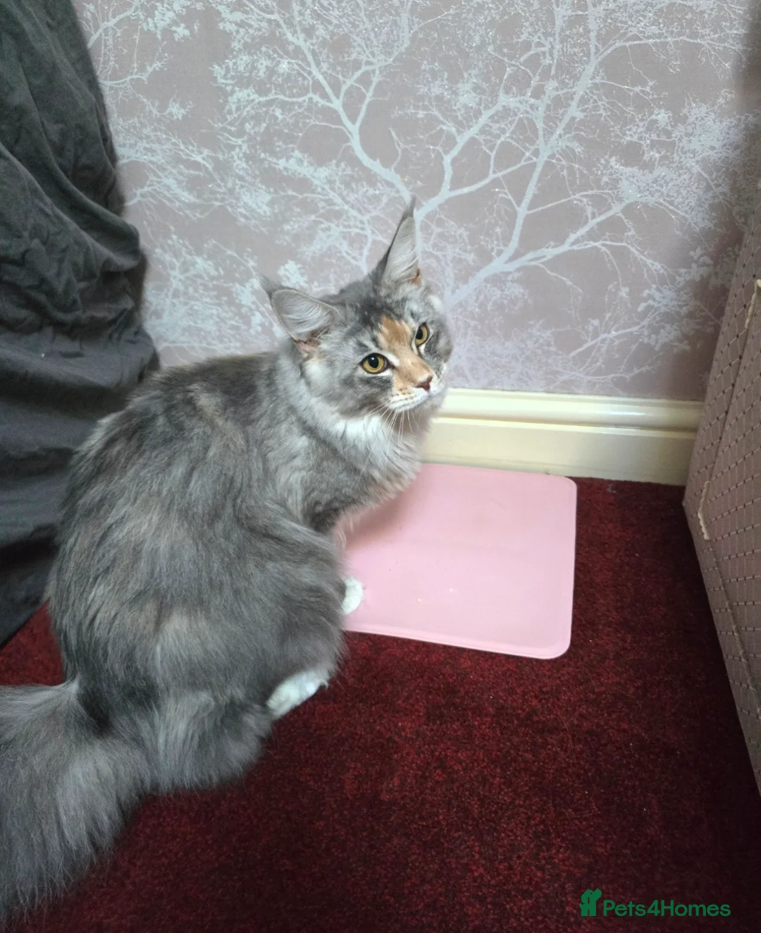 Maine Coon cats for sale: 🐾🐾 very  large  blue/ tortie female 🐾🐾 - Advert 2