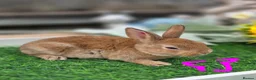 Rex rabbits for sale: Cinnamon Mini Rex Ready For Reserve. - Advert 3