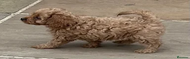Cavapoo 1