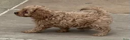Cavapoo dogs for sale: Beautiful Red Cavapoos - Advert 11