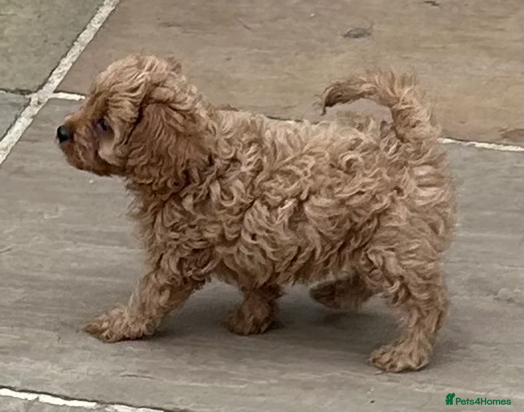 Cavapoo dogs for sale: Beautiful Red Cavapoos - Advert 11