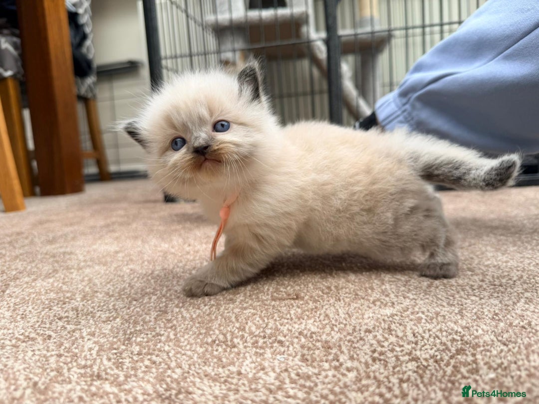 Ragdoll cats for sale: 3 stunning chunky ragdoll girls  - Advert 10