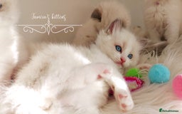 Ragdoll cats for sale: Beautiful Ragdoll kittens 😻😻😻 - Image 19