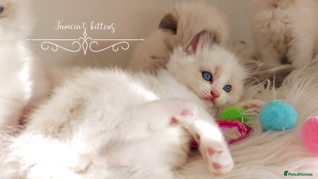 Ragdoll cats for sale: Beautiful Ragdoll kittens 😻😻😻 - Image 19