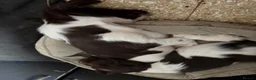 English Springer Spaniel dogs for sale: English Springer spaniel  in Carmarthen - Advert 19