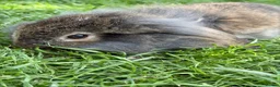 Mixed Breed rabbits for sale: Lop x lion head in London - Advert 6