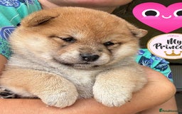 Japanese Shiba Inu dogs for sale: KC reg Japanese Shiba Inu puppies  - Image 1