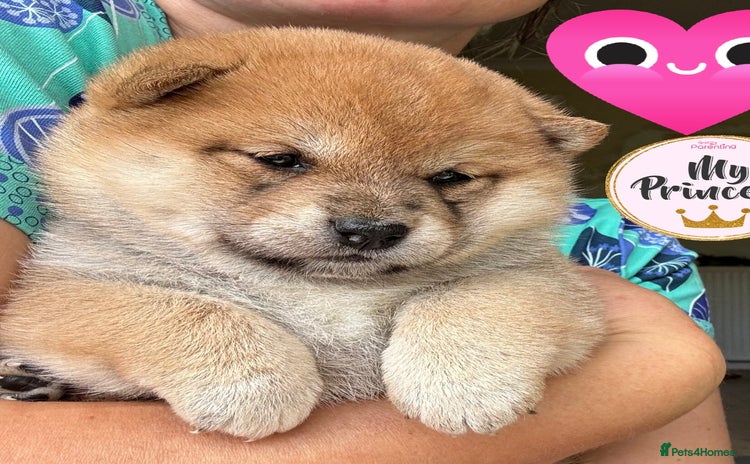 Japanese Shiba Inu dogs - Advert 1