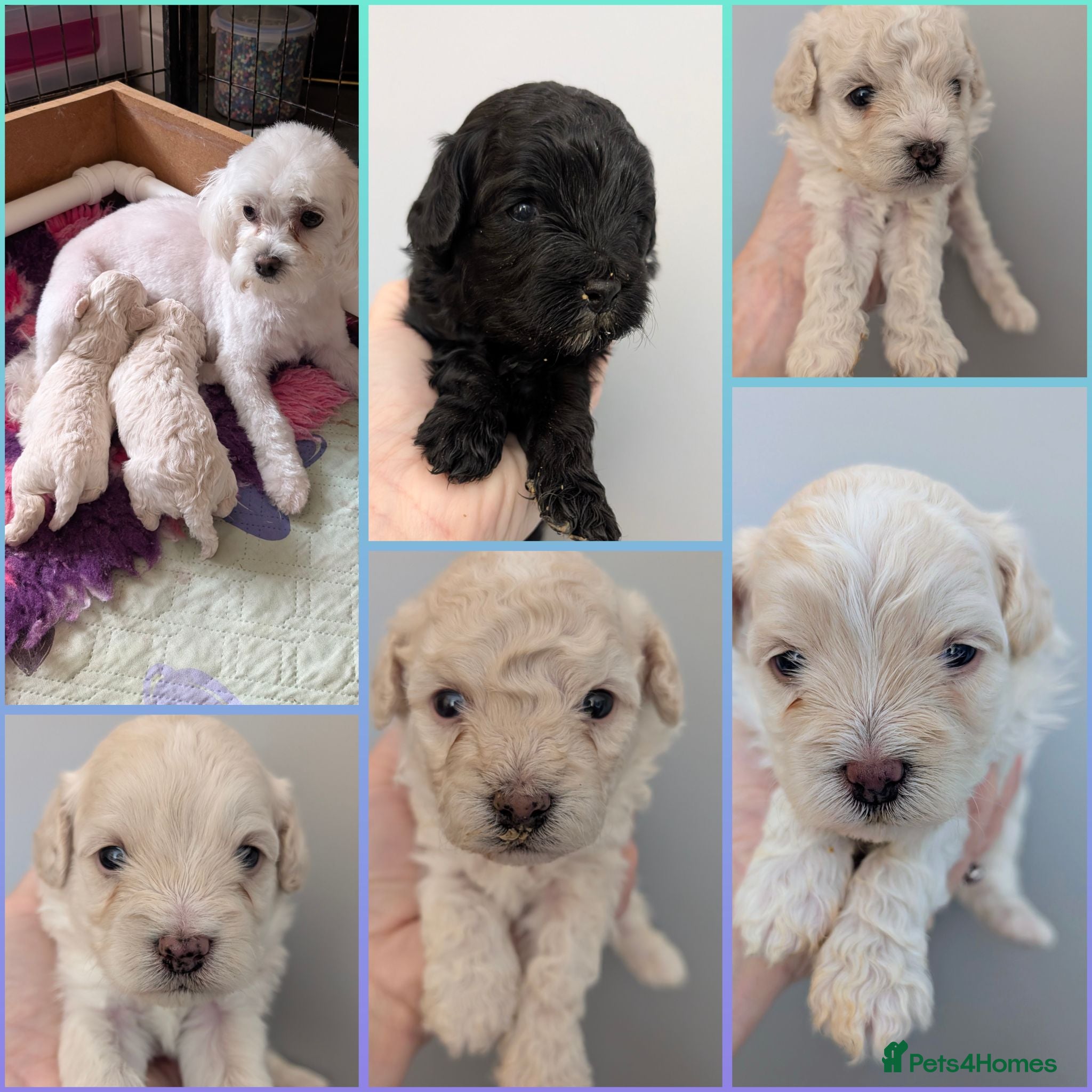 Maltipoo dogs Dna Genetically health tested maltipoos - Advert 3