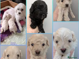 Maltipoo dogs Dna Genetically health tested maltipoos - Advert 3