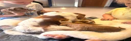 Cavapoo dogs for sale: 5 star licensed Cavapoo home breeder  - Advert 7
