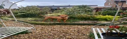 Hungarian Vizsla dogs for sale: KC Viszla needs rehoming 1 year 2 months - Advert 12