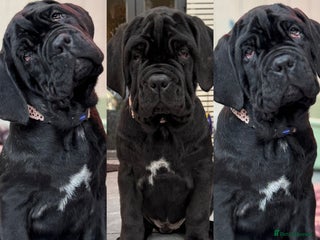 Neapolitan Mastiff dogs 3 black girl Neapolitan mastiff puppie Newcastle - Advert 2