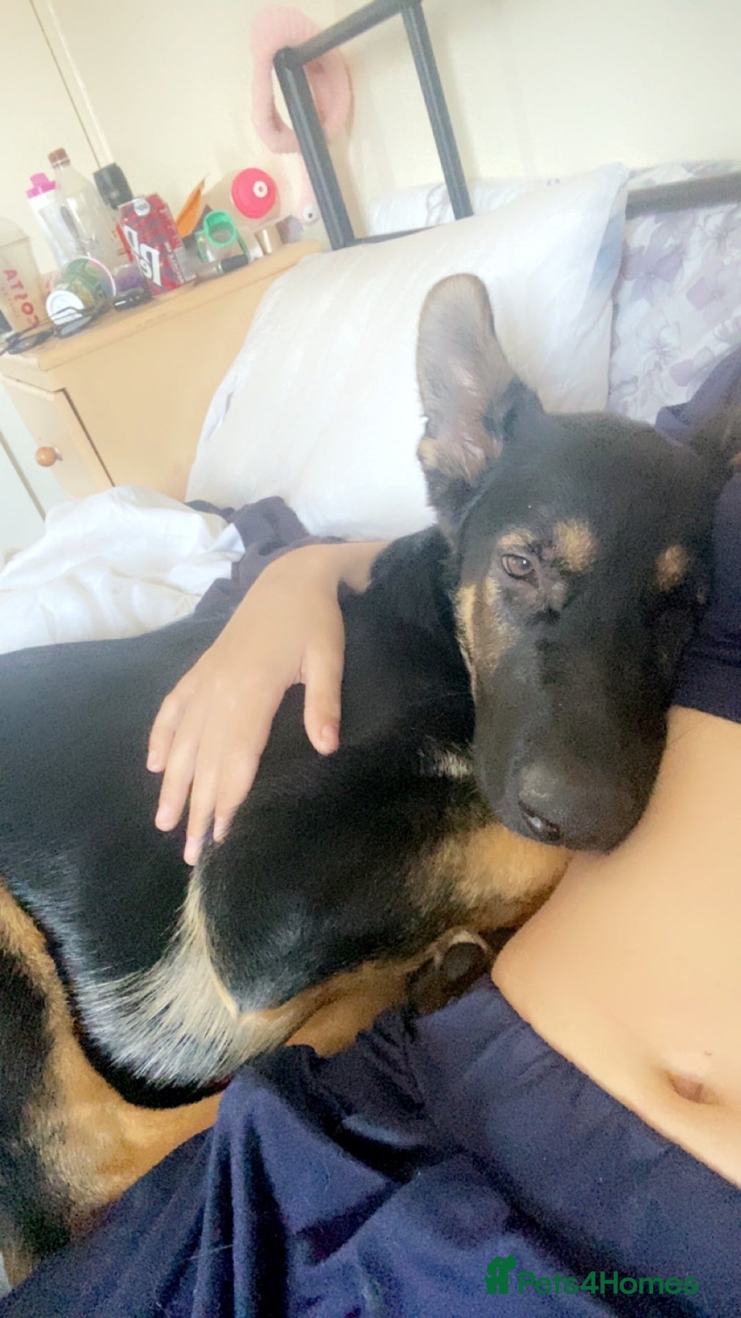 German Shepherd dogs for sale: Looking to rehome my boy - Image 2