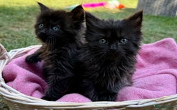 Russian Blue cats for sale: Crossed RussianBlue Kittens - Image 4