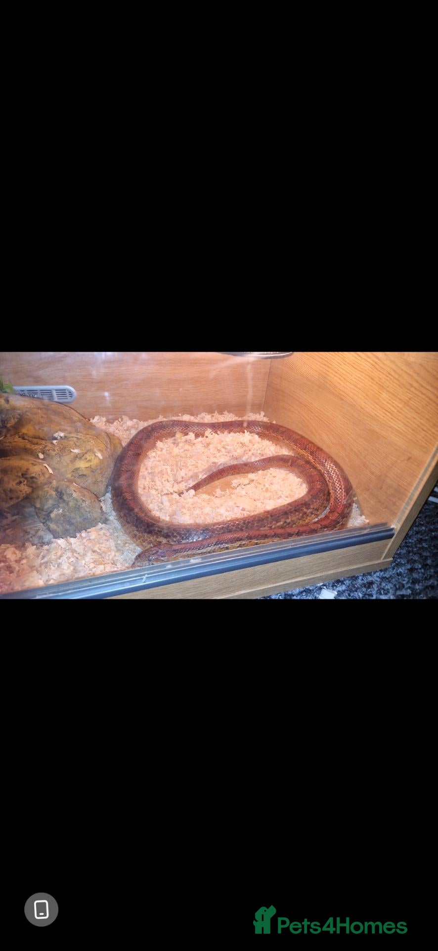 Corn Snake reptiles 2 female egg laying corn snakes  - Advert 1