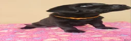 Labrador Retriever dogs for sale: Exceptional Home Raised Labrador Puppies in Nottingham - Advert 22