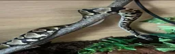 Python Snake reptiles for sale: BALL PYTHON in Runcorn - Advert 11